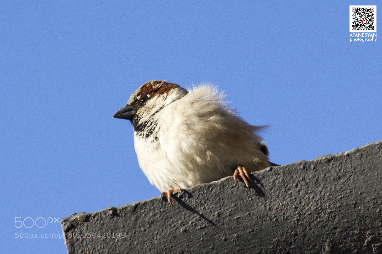 Canon EOS 550D (EOS Rebel T2i / EOS Kiss X4) sample photo. Sparrow.jpg photography