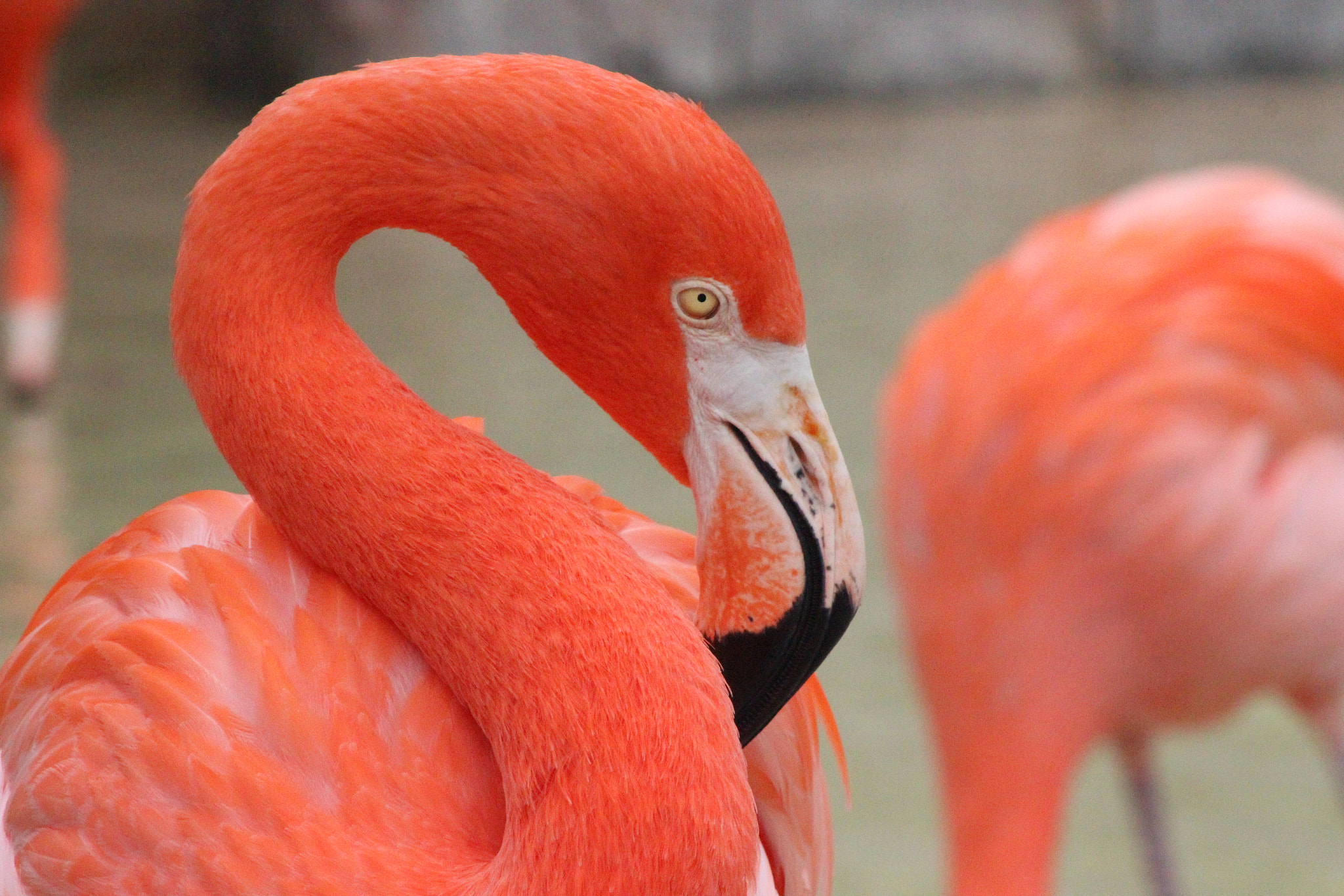 Canon EF 75-300mm f/4-5.6 sample photo. Pretty in pink photography