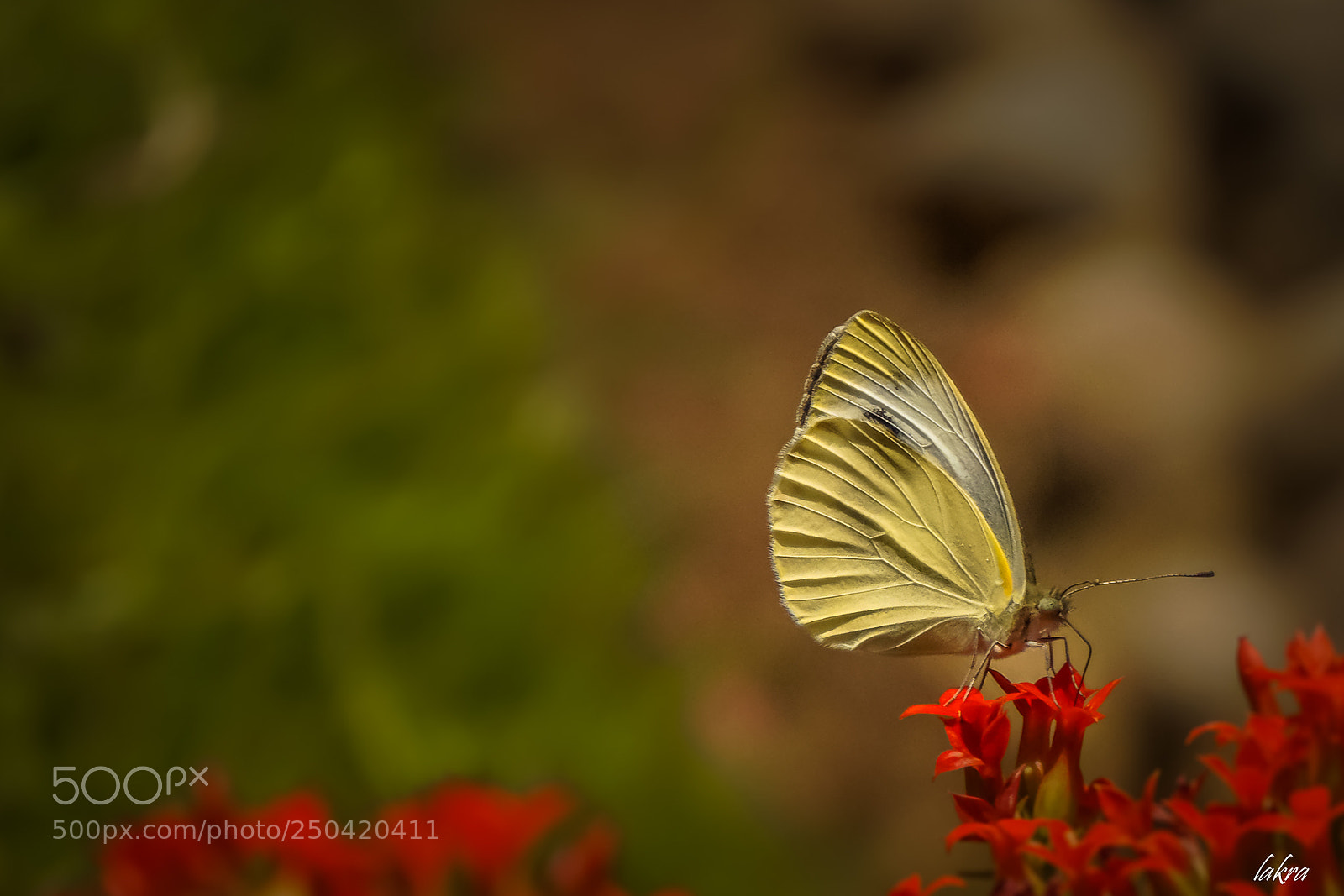 Sony a6000 sample photo. 156.jpg photography