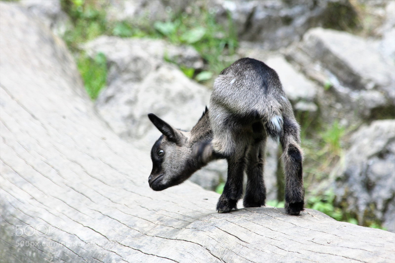 Canon EOS 60D sample photo. Scratchy lamb photography