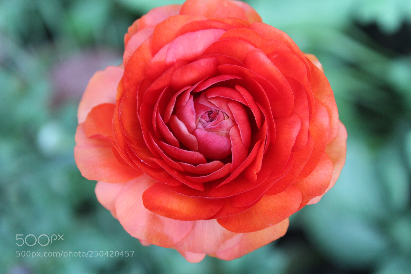 Canon EOS 1200D (EOS Rebel T5 / EOS Kiss X70 / EOS Hi) sample photo. Img photography