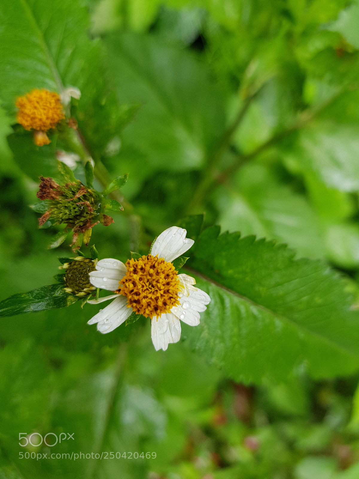 Samsung Galaxy S8 sample photo. 20170821_124059.jpg photography