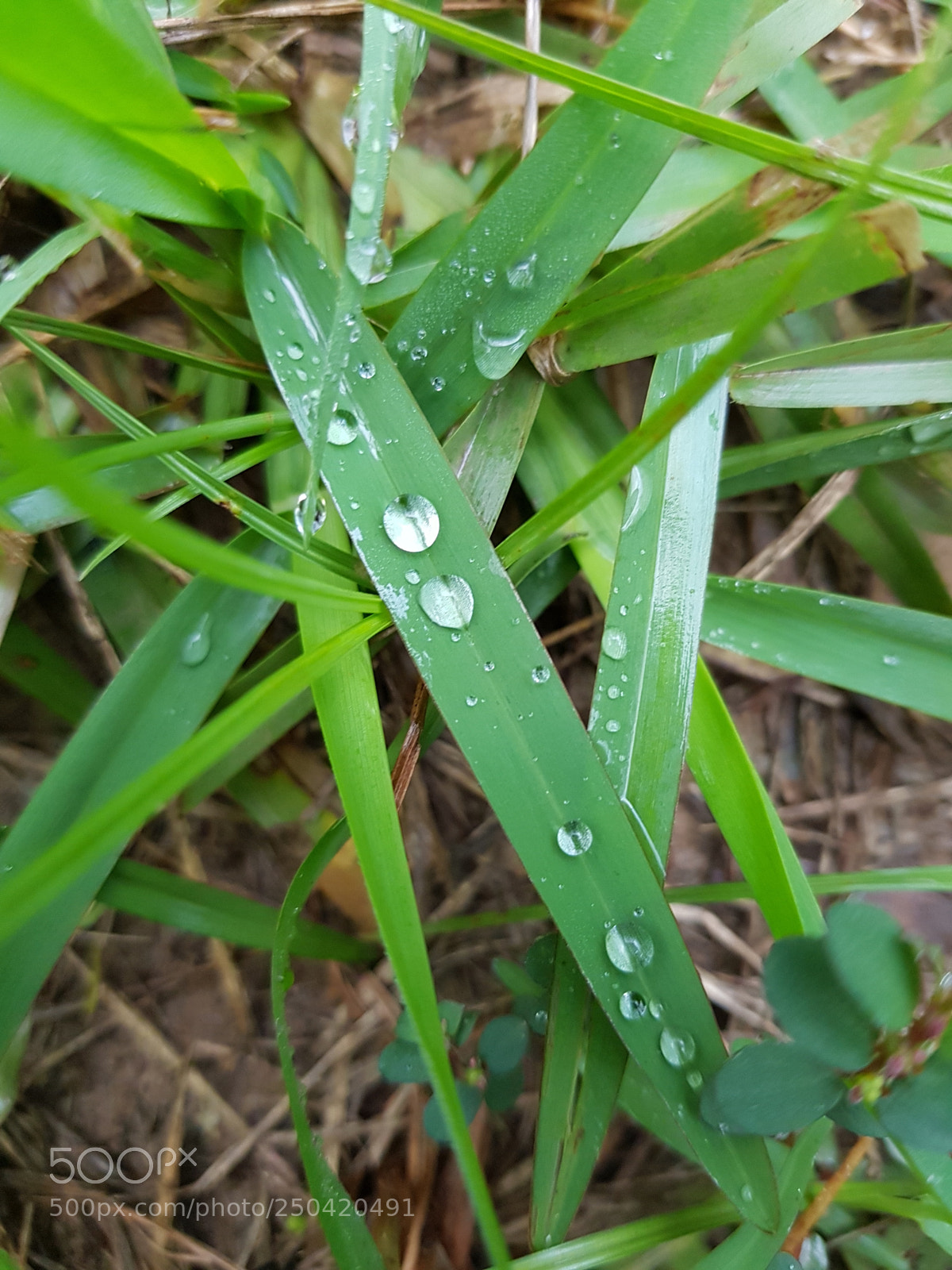 Samsung Galaxy S8 sample photo. 20170902_071818.jpg photography