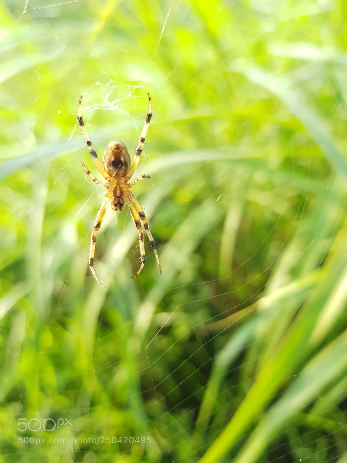 Samsung Galaxy S8 sample photo. 20170906_072914.jpg photography