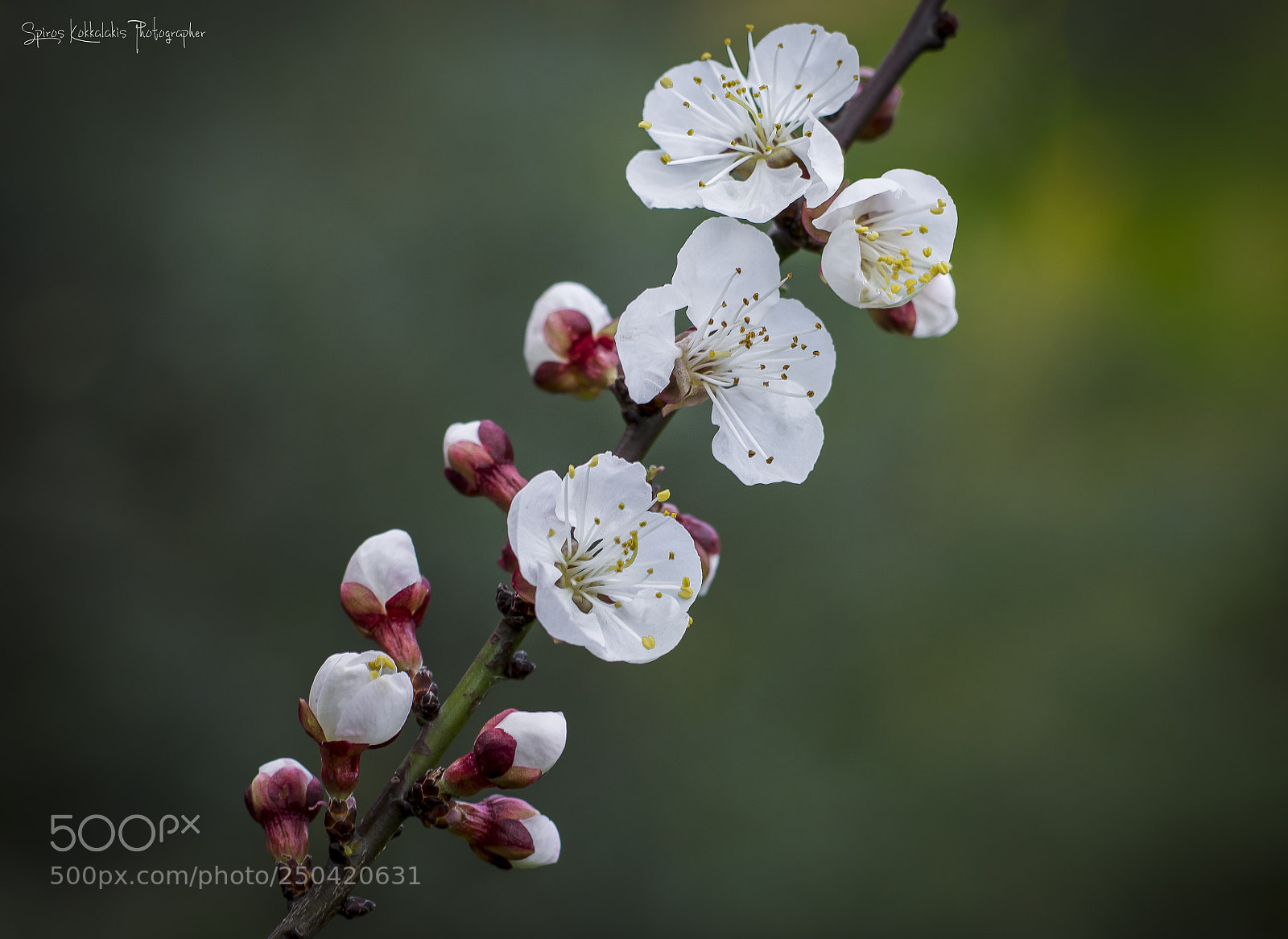 Nikon D7100 sample photo. Amigdalia photography