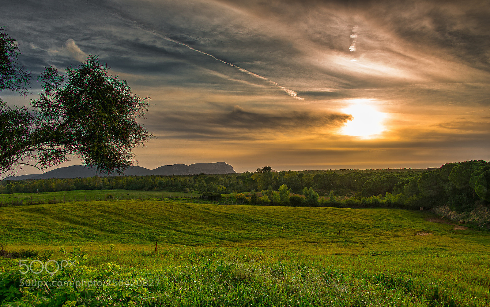 Nikon D800 sample photo. Green at down photography