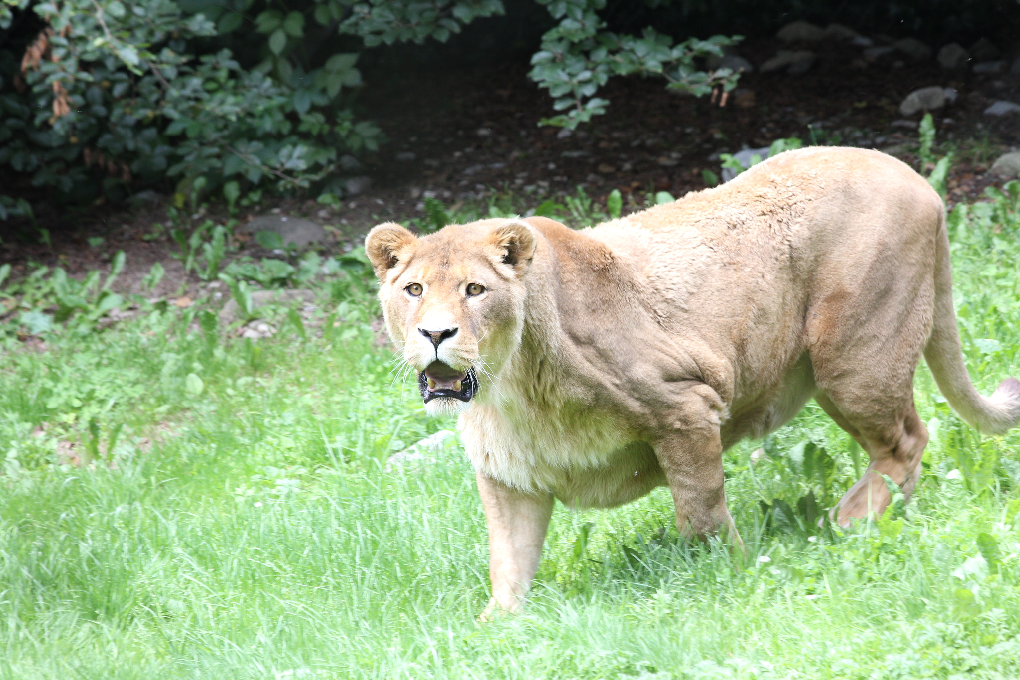 Canon EF 70-300mm F4-5.6 IS USM sample photo. Old lioness photography