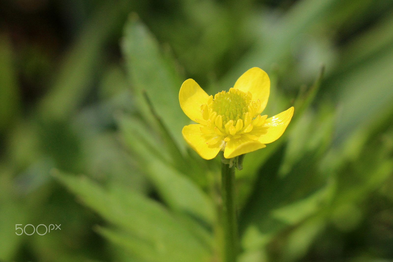 Canon EOS 100D (EOS Rebel SL1 / EOS Kiss X7) sample photo. A wldflower in spring photography