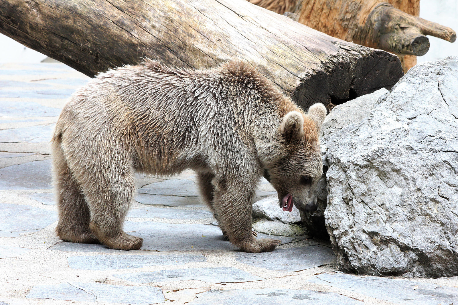 Canon EOS 60D sample photo. Youngest baloo photography