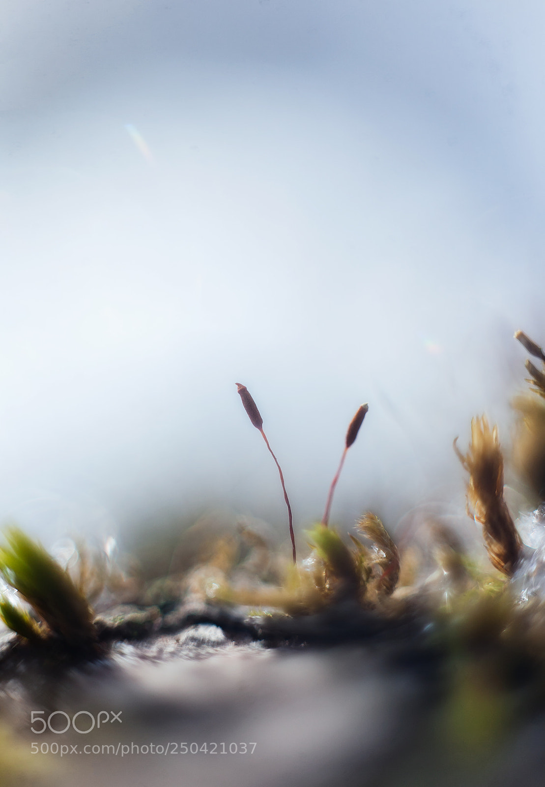 Canon EOS 5D sample photo. Etude of the small photography
