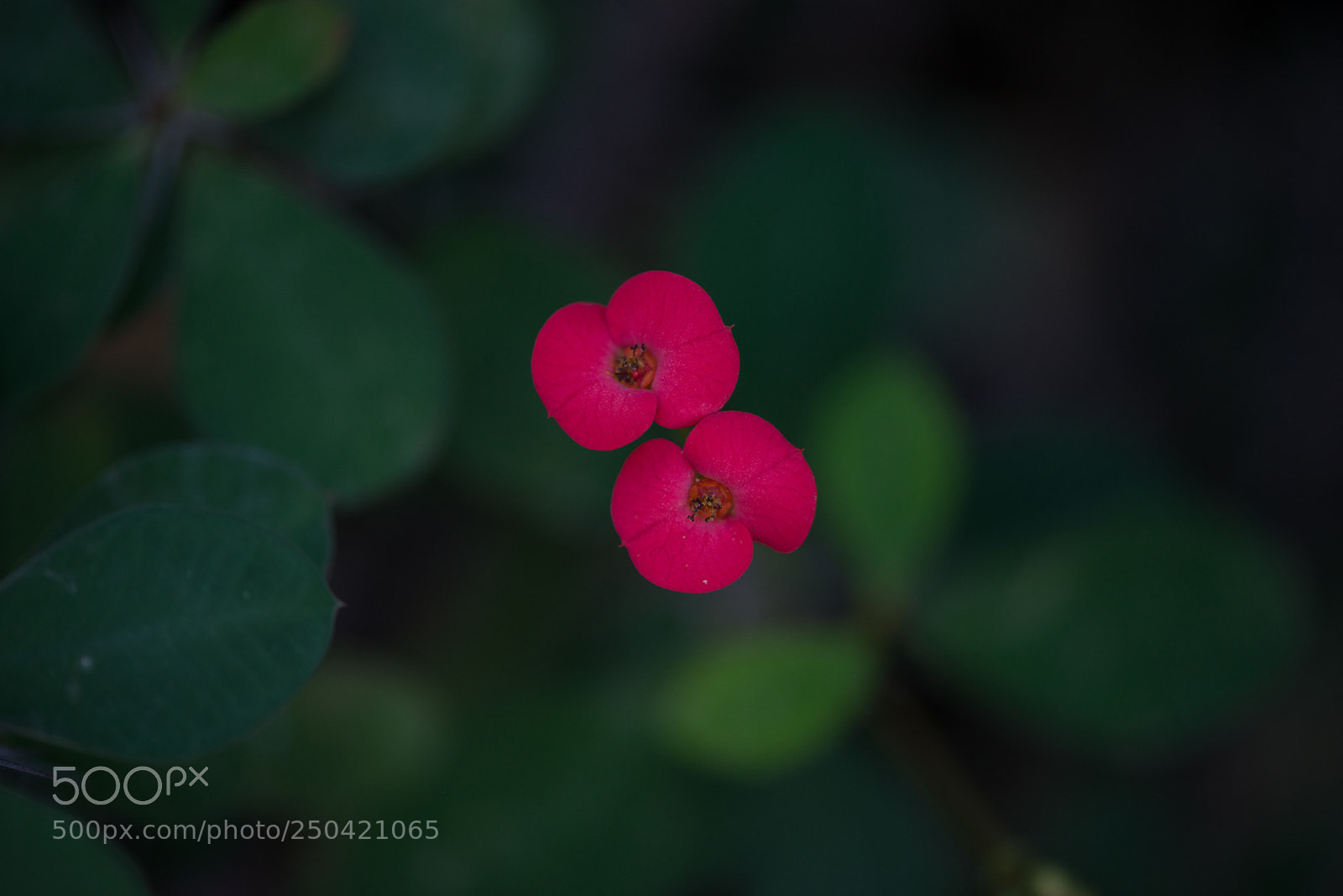 Nikon D800 sample photo. Red life photography