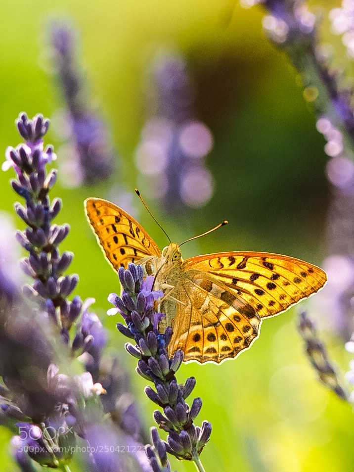 Olympus OM-D E-M1 sample photo. Kaisermantel schmetterling ii photography