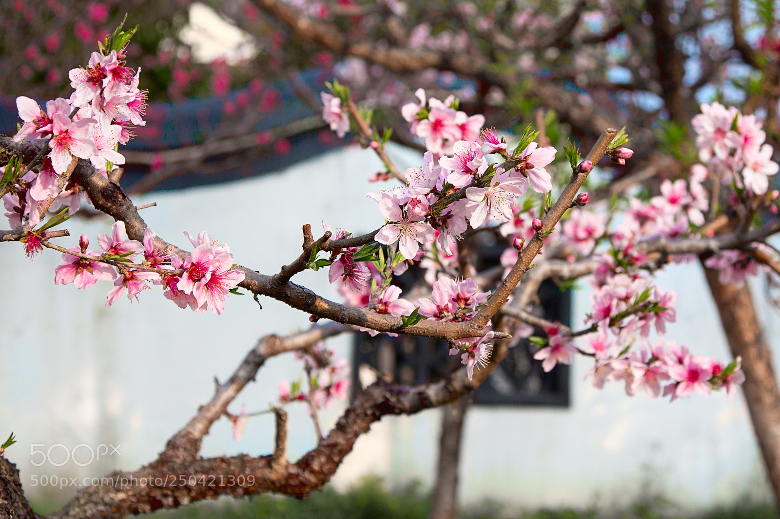 Canon EOS 650D (EOS Rebel T4i / EOS Kiss X6i) sample photo. Pink blossom again. 又见桃红。 photography