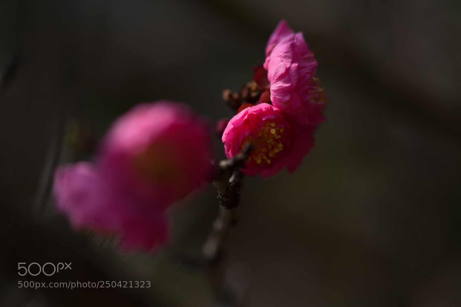 Nikon D810 sample photo. Untitled photography