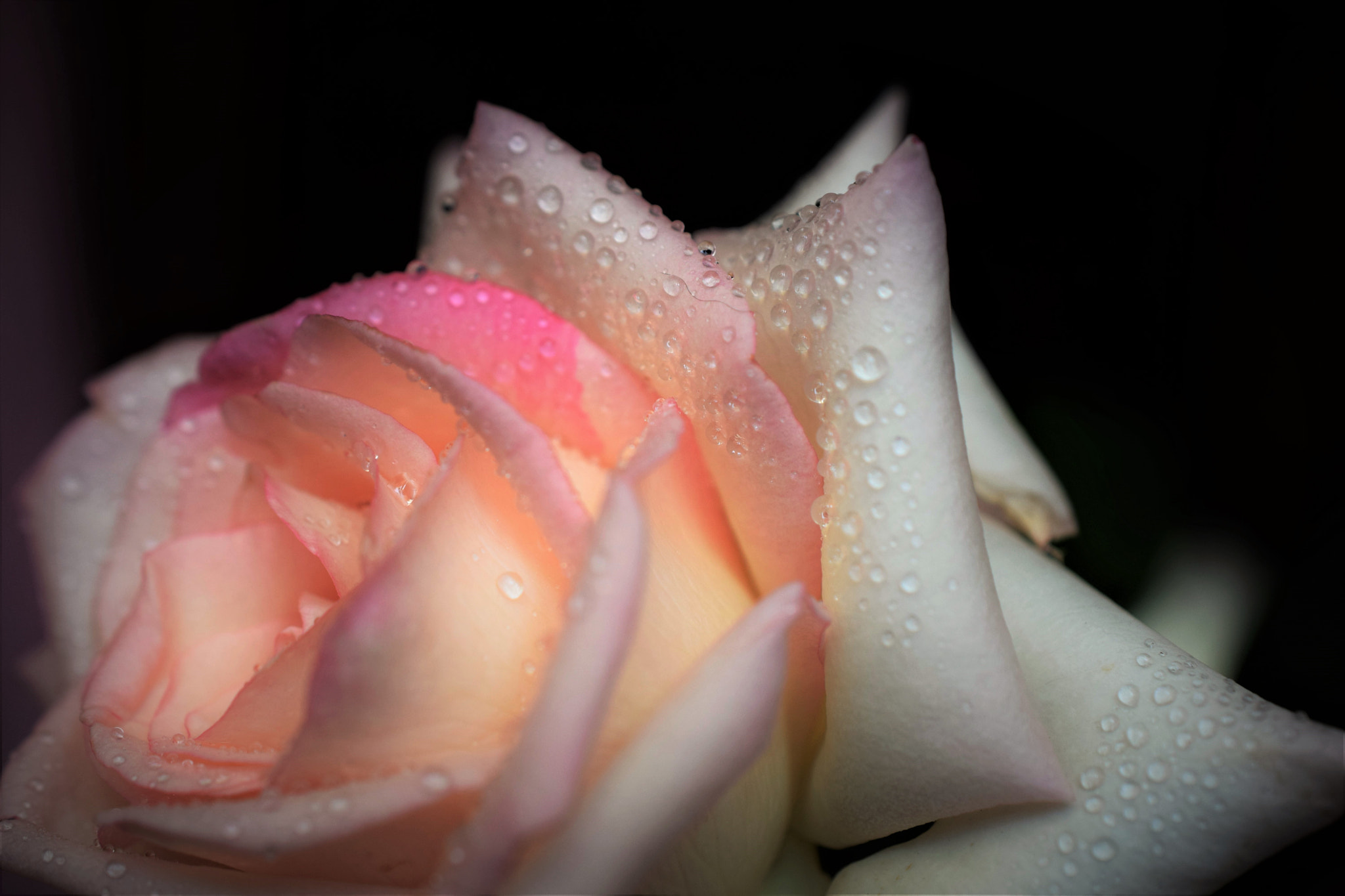 Nikon AF-S DX Micro Nikkor 40mm F2.8 sample photo. Rose photography