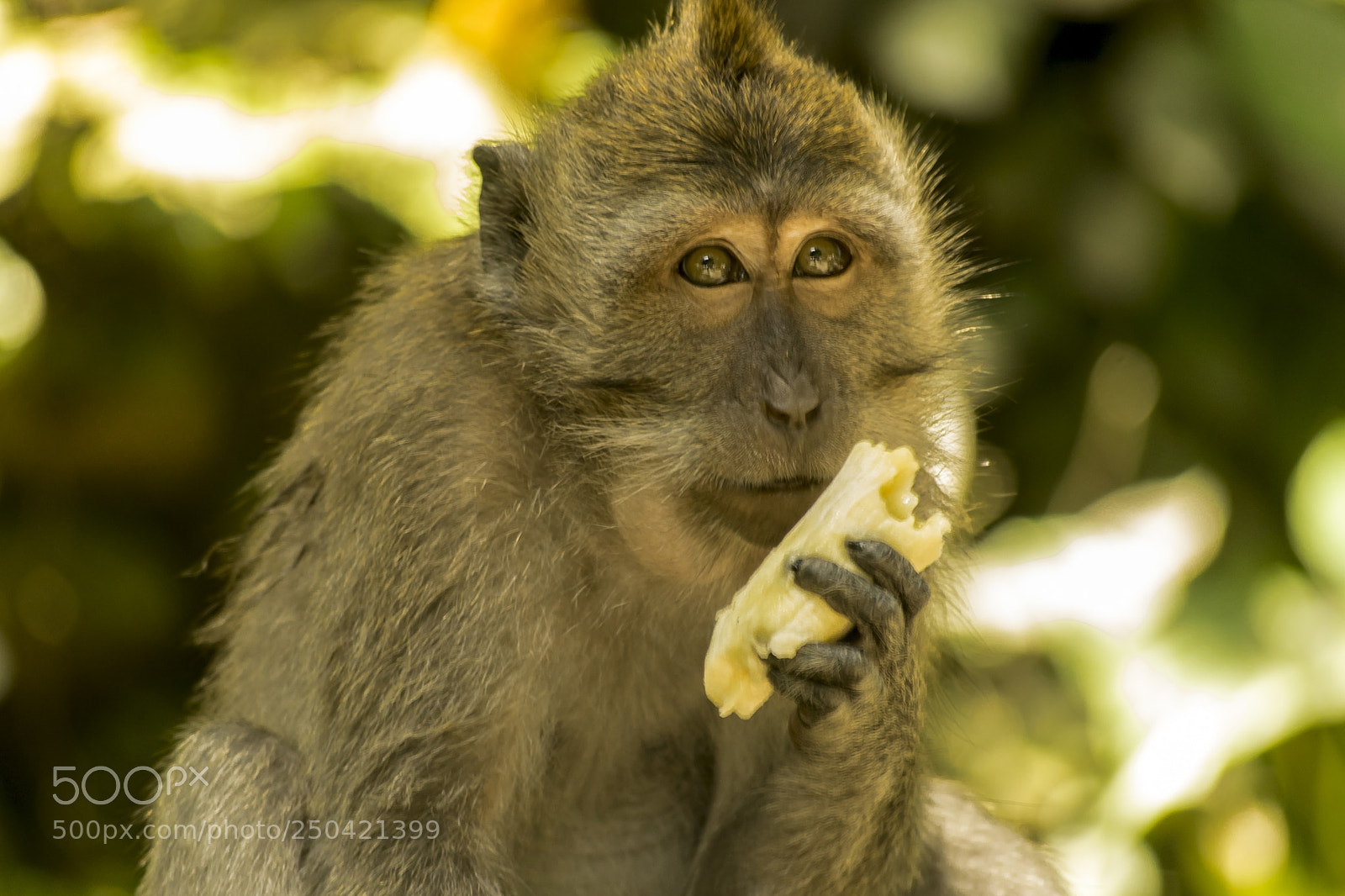 Nikon D3300 sample photo. Monkey and banana photography