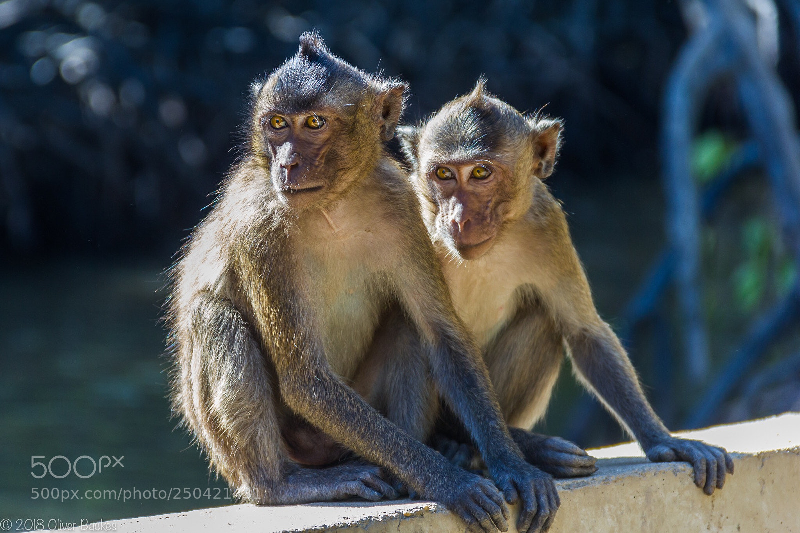 Canon EOS 550D (EOS Rebel T2i / EOS Kiss X4) sample photo. Monkey business  photography
