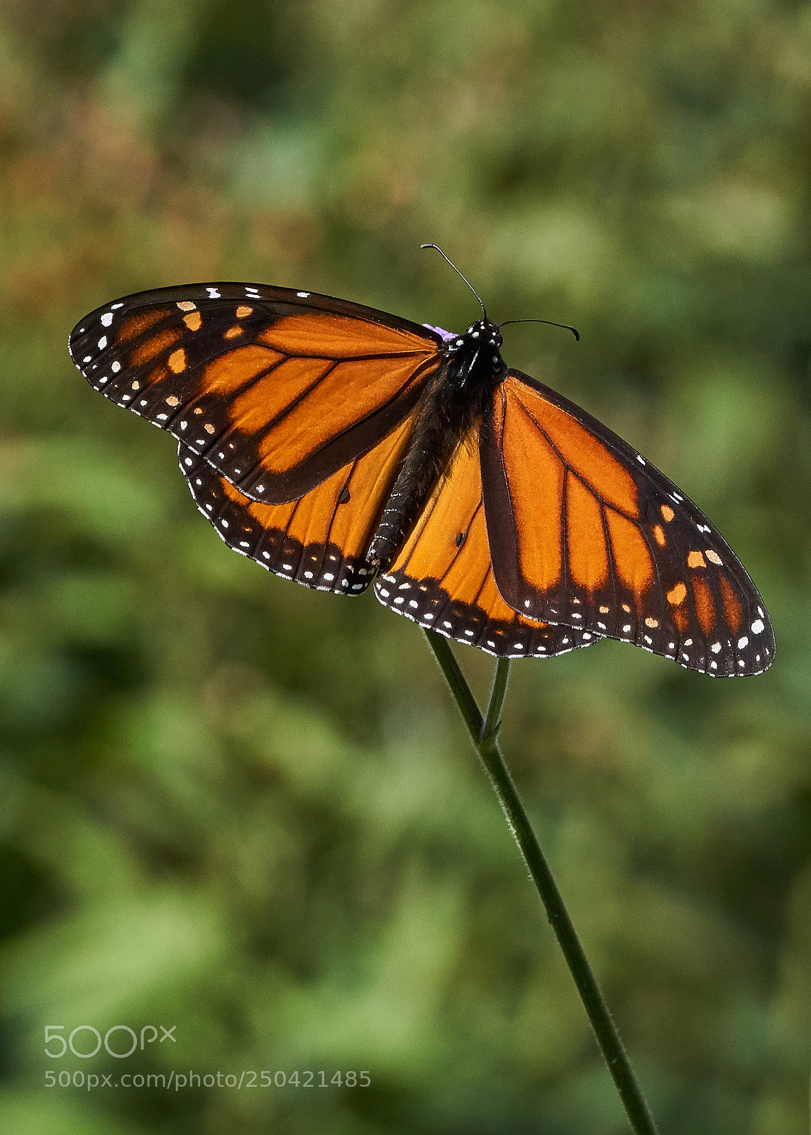 Sony a6000 sample photo. Monarch photography