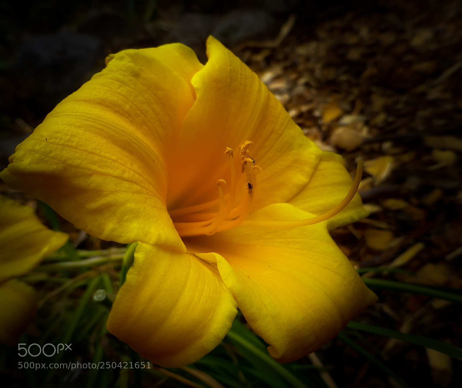 Panasonic Lumix DMC-ZS30 (Lumix DMC-TZ40) sample photo. Golden lady photography