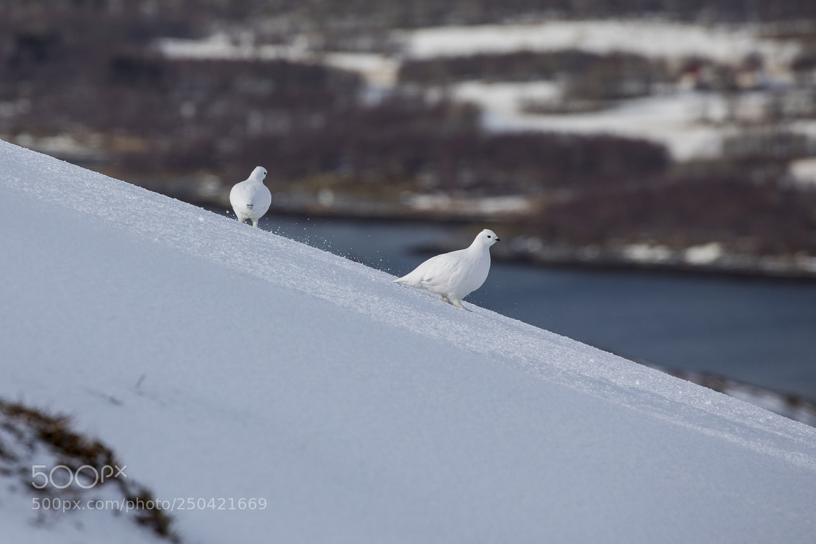 Canon EOS 5D Mark IV sample photo. Ptarmigan photography