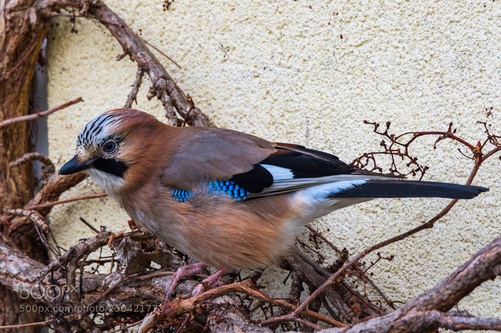 Nikon D7200 sample photo. Eurasian jay photography