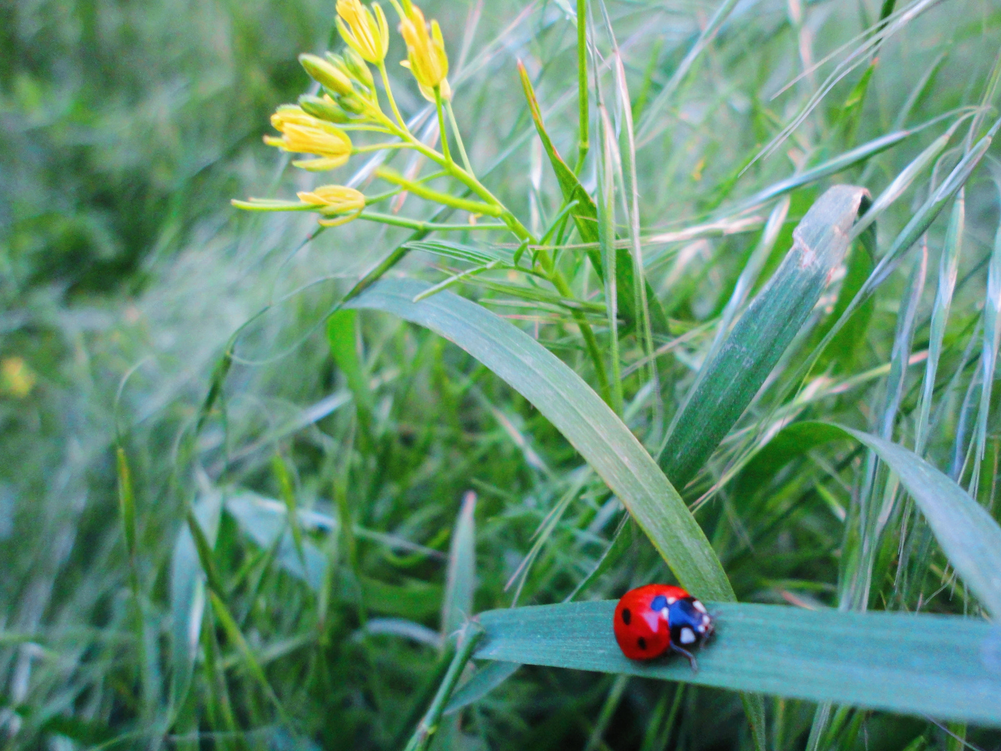 Sony Cyber-shot DSC-W350 sample photo. Ladybird ii photography