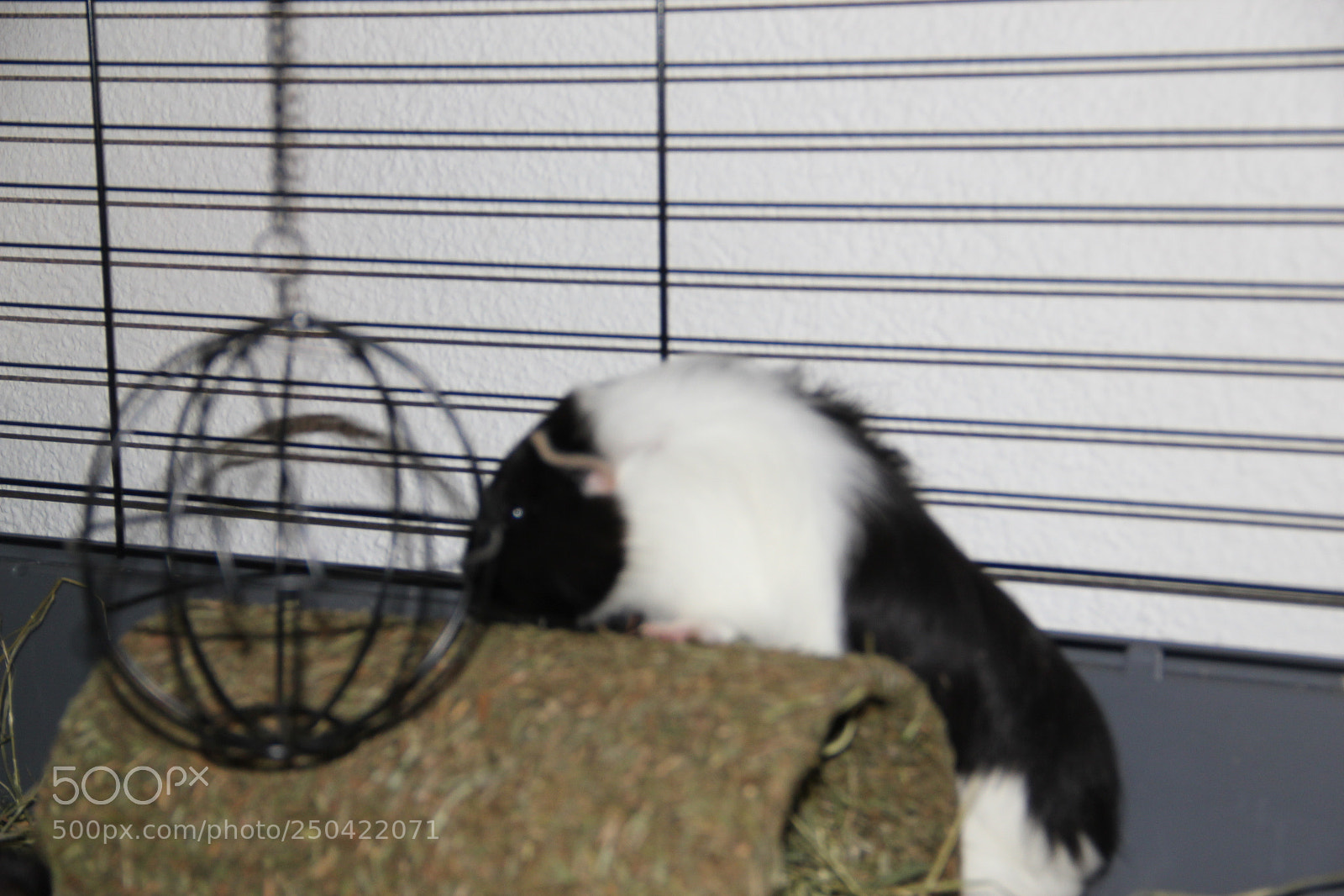 Canon EF-S 18-135mm F3.5-5.6 IS sample photo. Pets photography