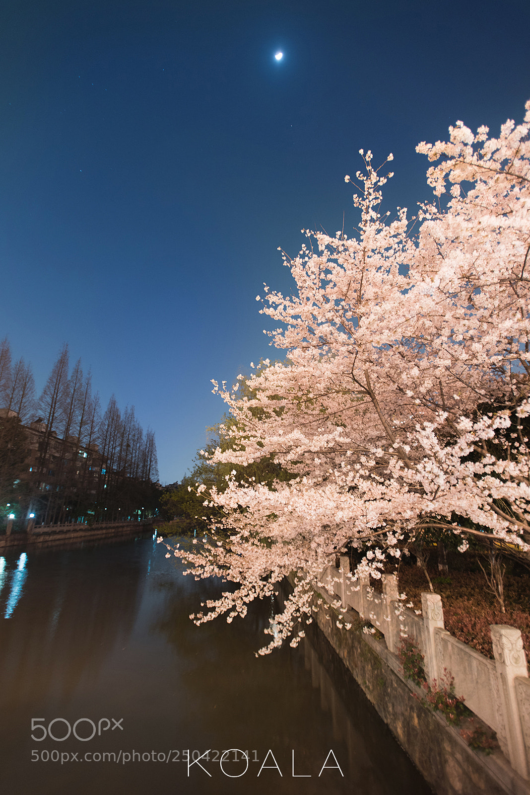 Nikon D810 sample photo. 夜景樱花 photography