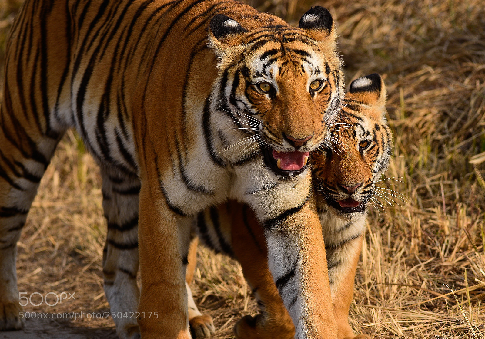Nikon D7200 sample photo. Mother love photography