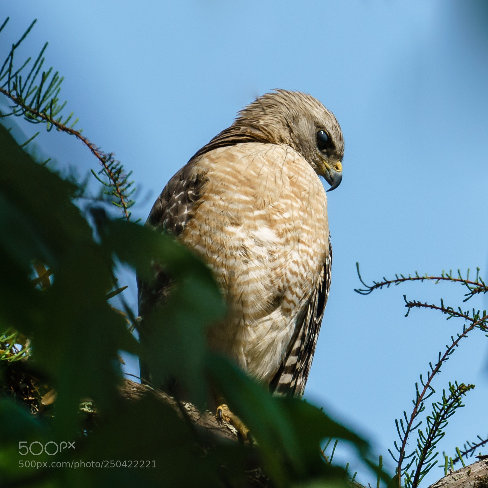 Sony a7R II sample photo. Predator  photography