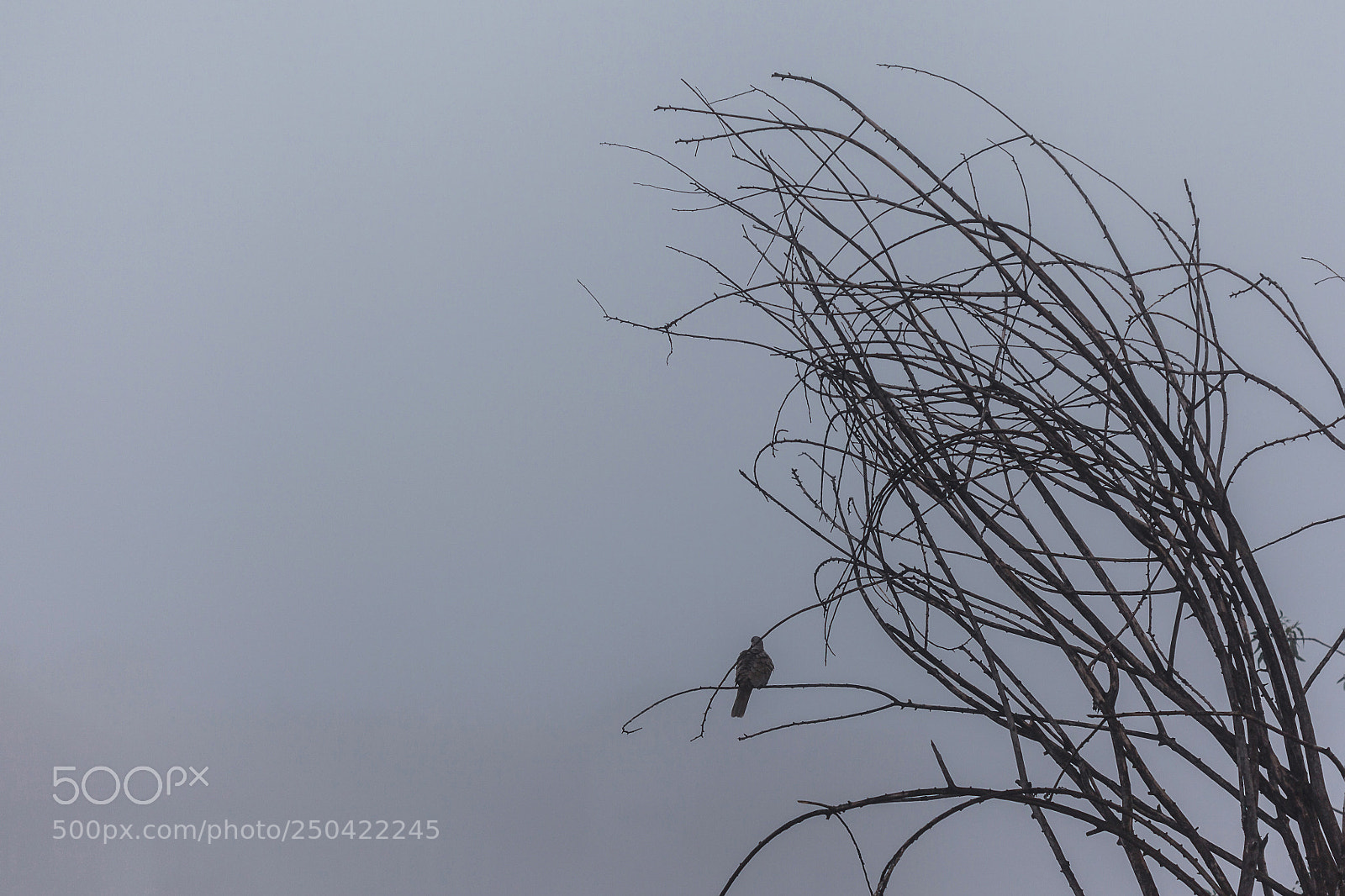 Canon EOS 5D Mark II sample photo. Gloomy bird photography