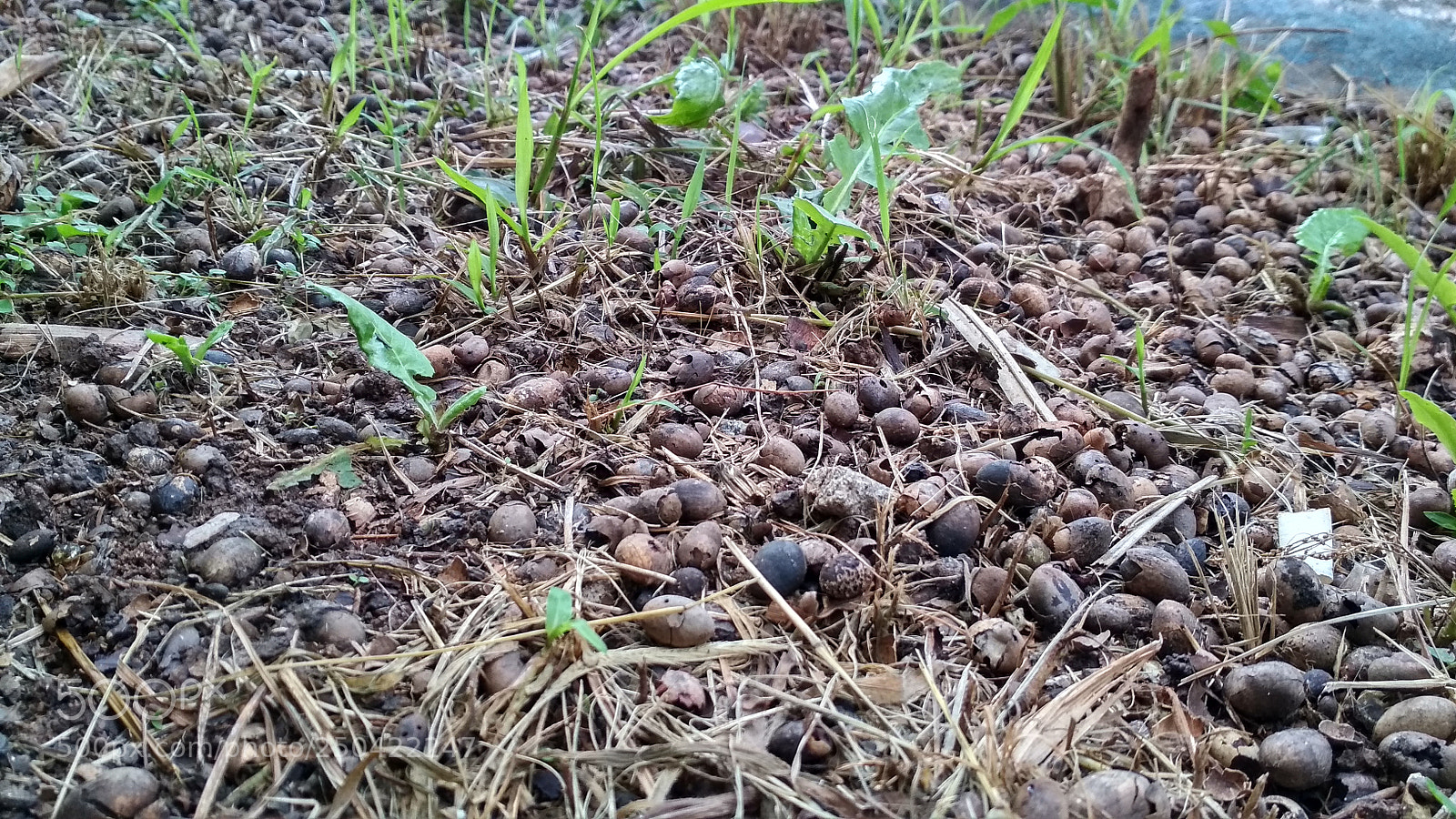 Xiaomi Redmi 4X sample photo. Untitled photography