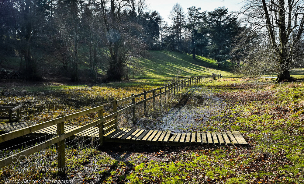Nikon D7200 sample photo. Woodland walk photography