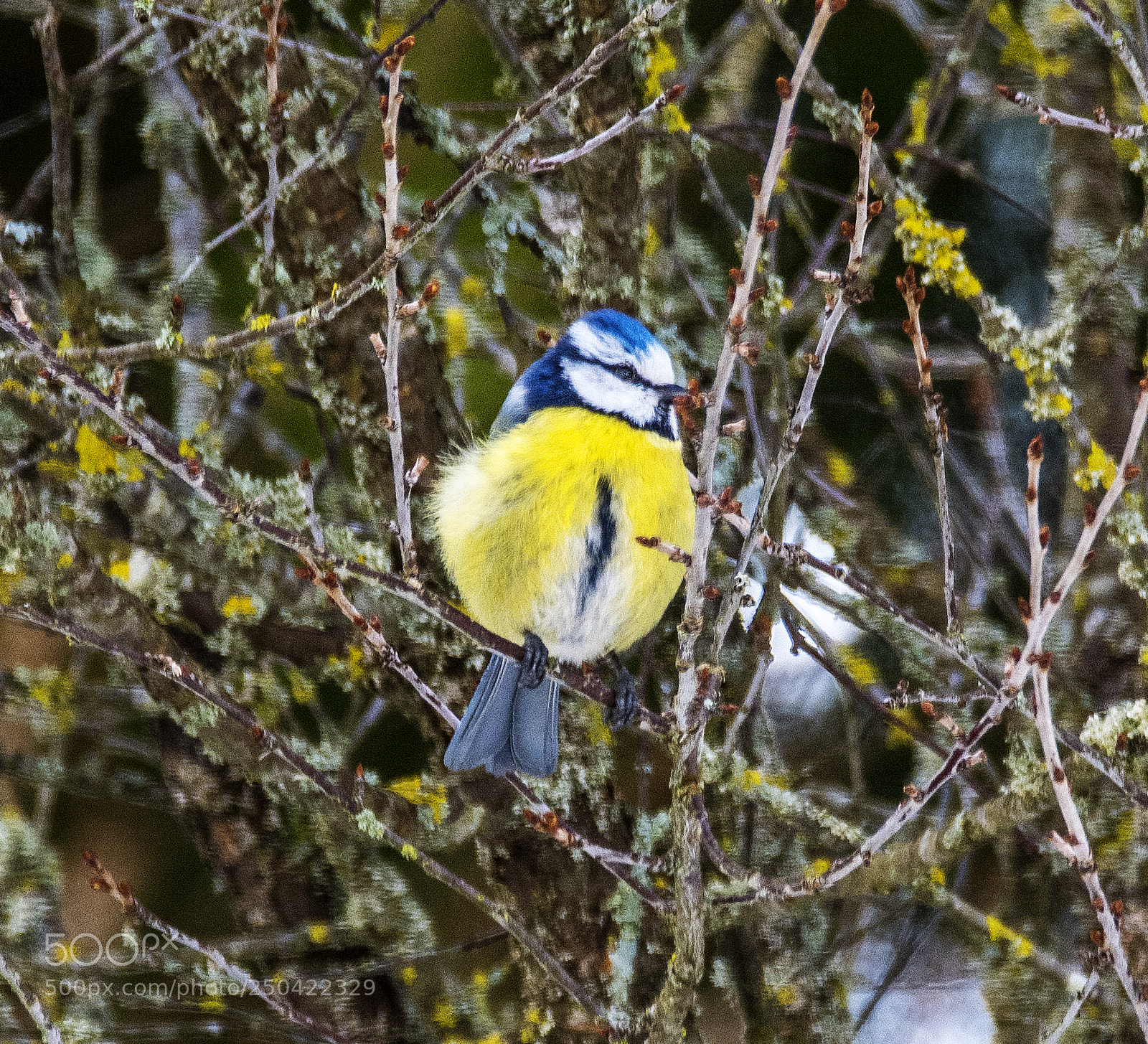 Nikon D500 sample photo. Blue tit photography