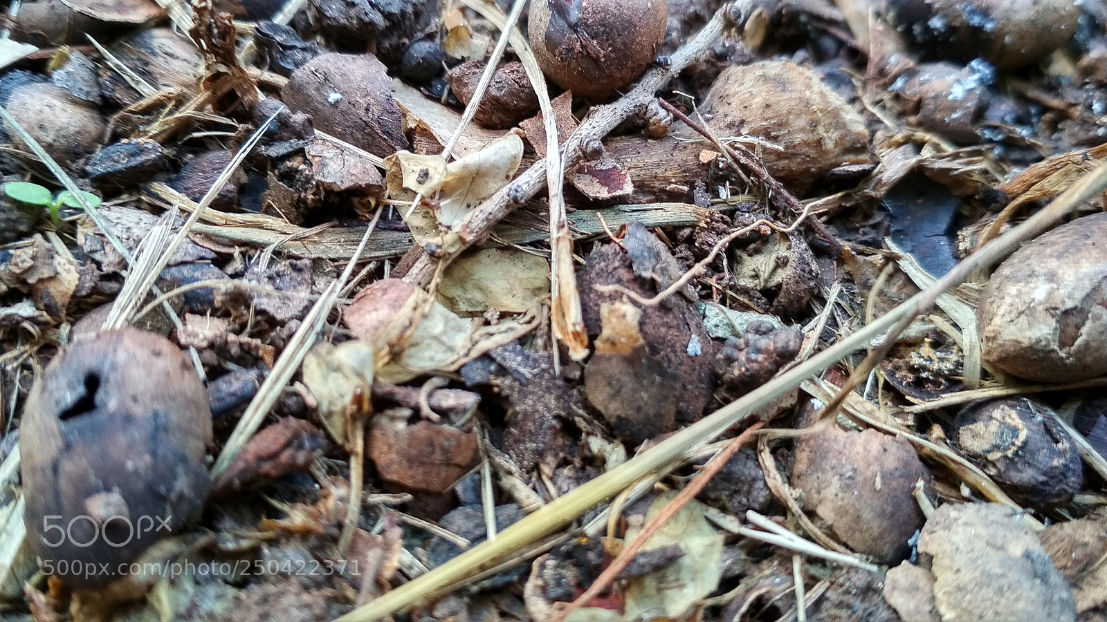 Xiaomi Redmi 4X sample photo. Untitled photography