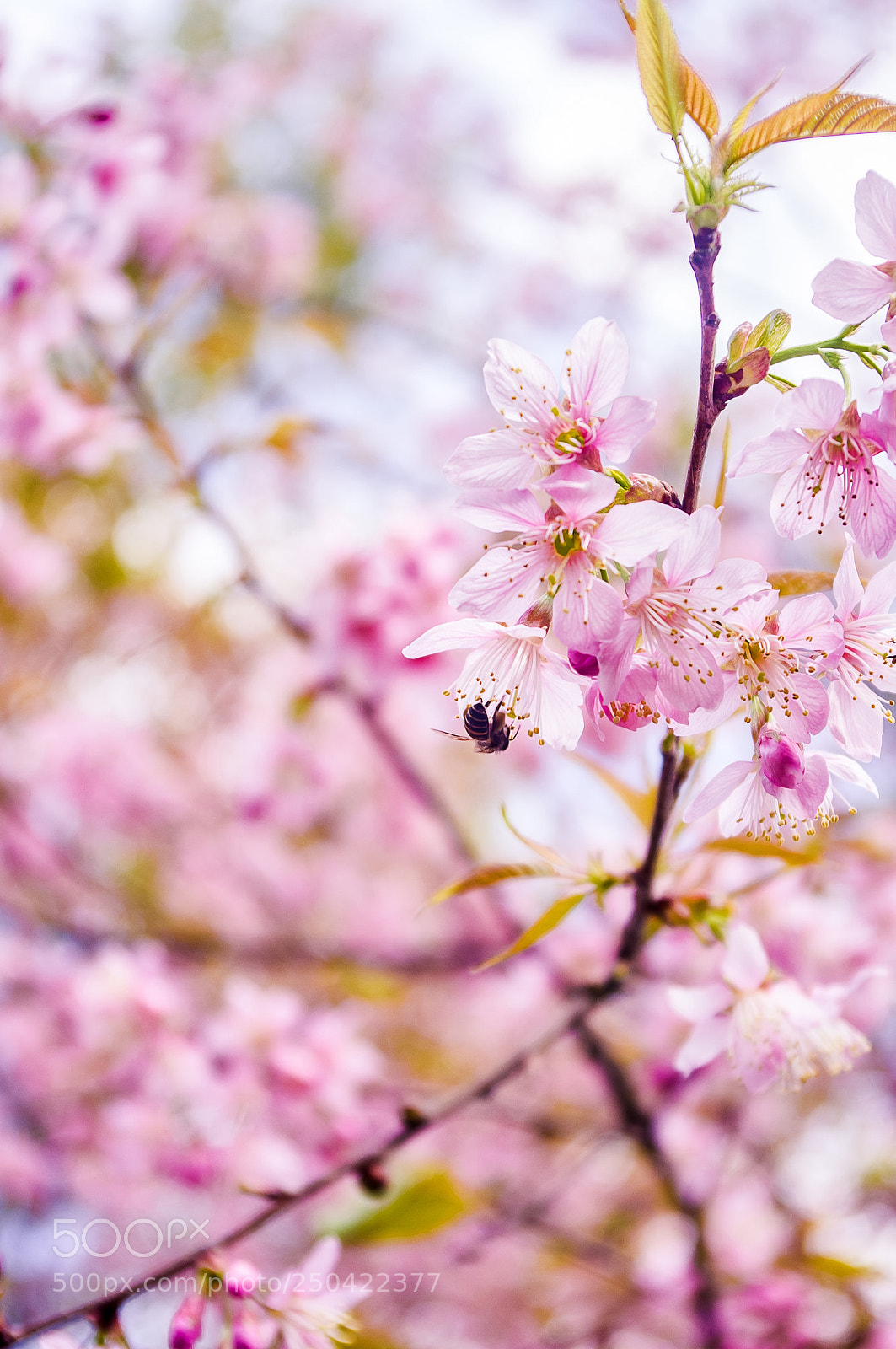 Pentax K-x sample photo. Pink flower and bee photography