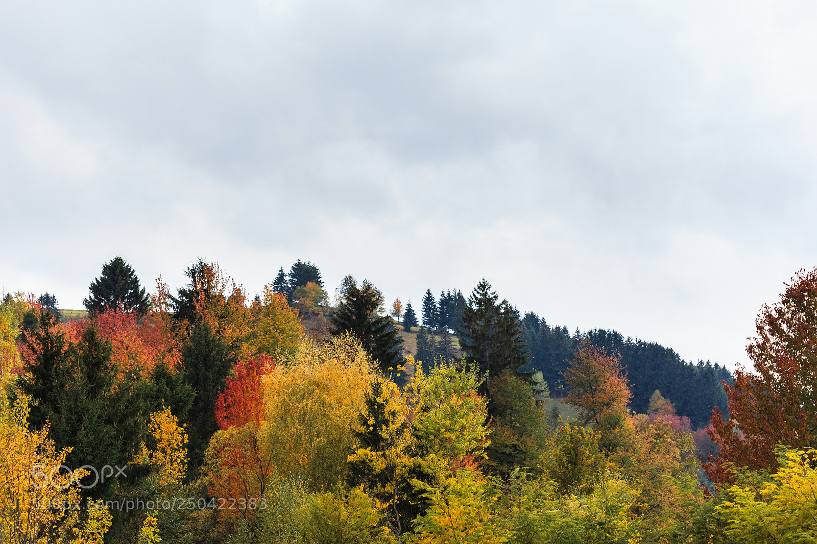 Canon EOS 5D Mark II sample photo. Colorful autumn foliage photography