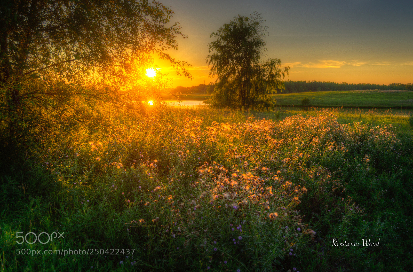 Nikon D5100 sample photo. Golden field photography