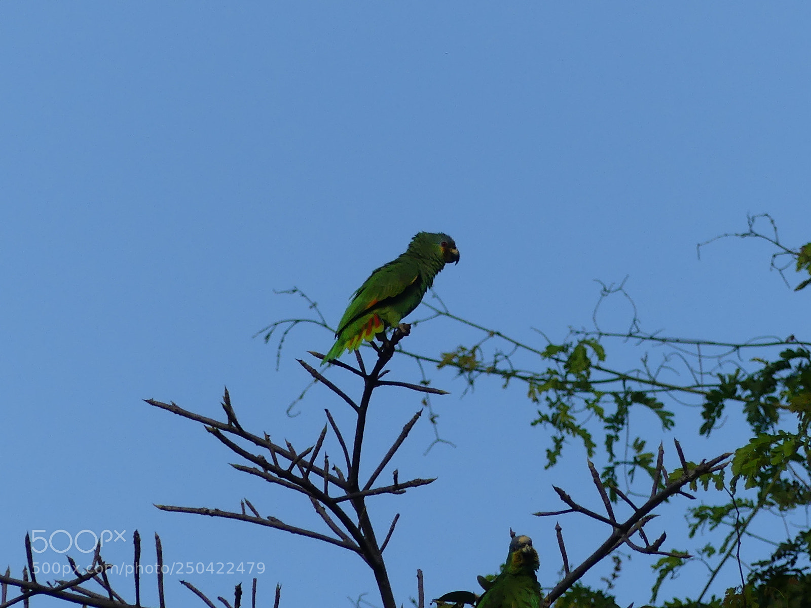 Panasonic Lumix DMC-FZ300 sample photo. Parrots photography