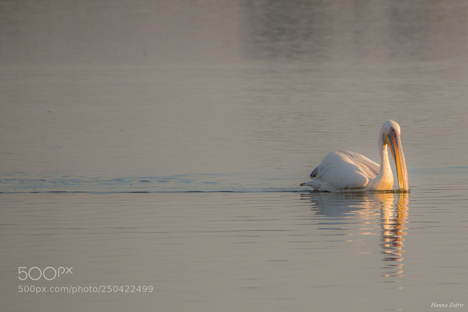 Canon EOS 650D (EOS Rebel T4i / EOS Kiss X6i) sample photo. Pelican photography