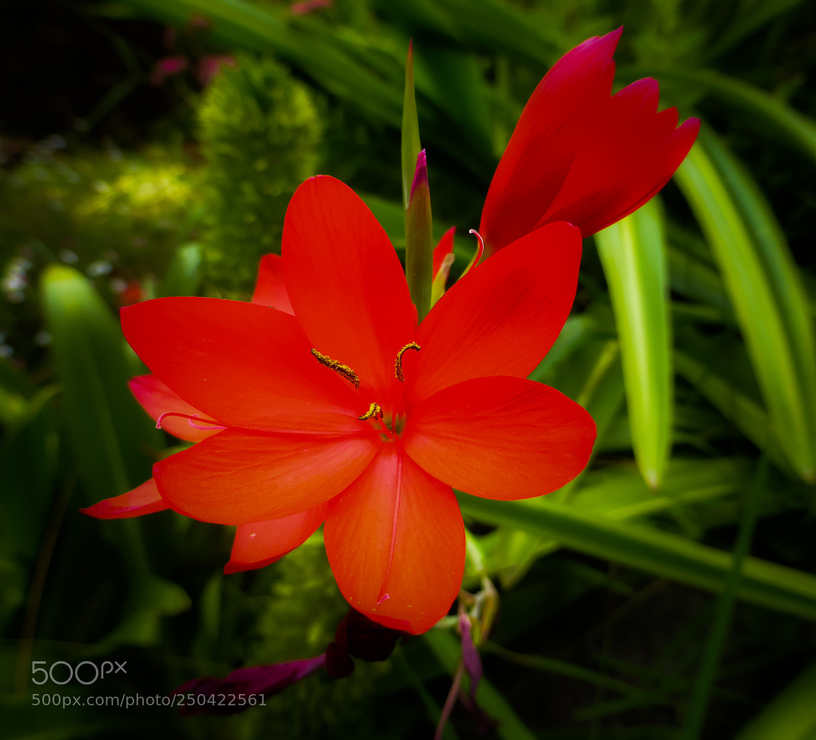 Panasonic Lumix DMC-ZS30 (Lumix DMC-TZ40) sample photo. Nature in red photography