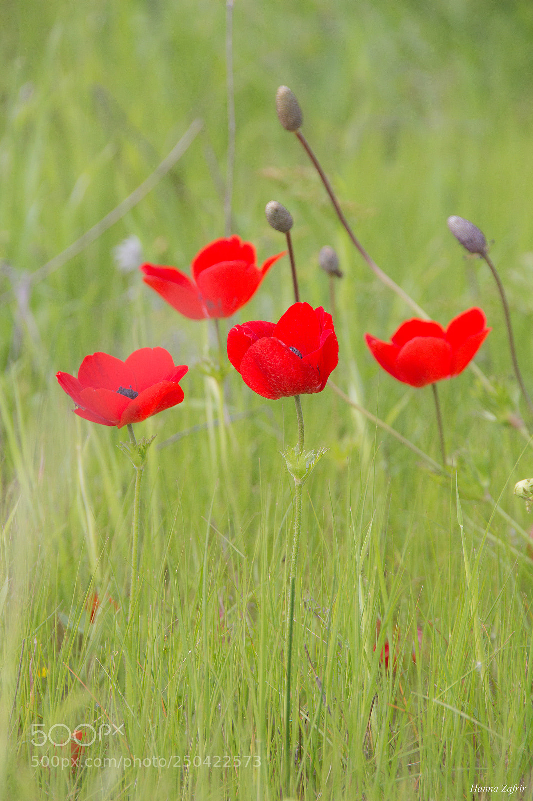 Canon EOS 650D (EOS Rebel T4i / EOS Kiss X6i) sample photo. Anemone photography