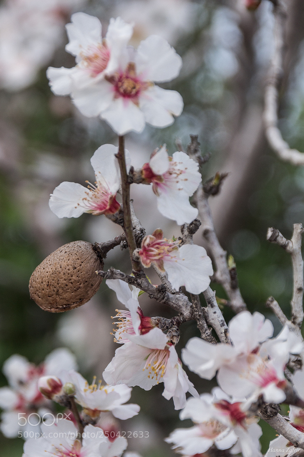 Canon EOS 650D (EOS Rebel T4i / EOS Kiss X6i) sample photo. My almond photography