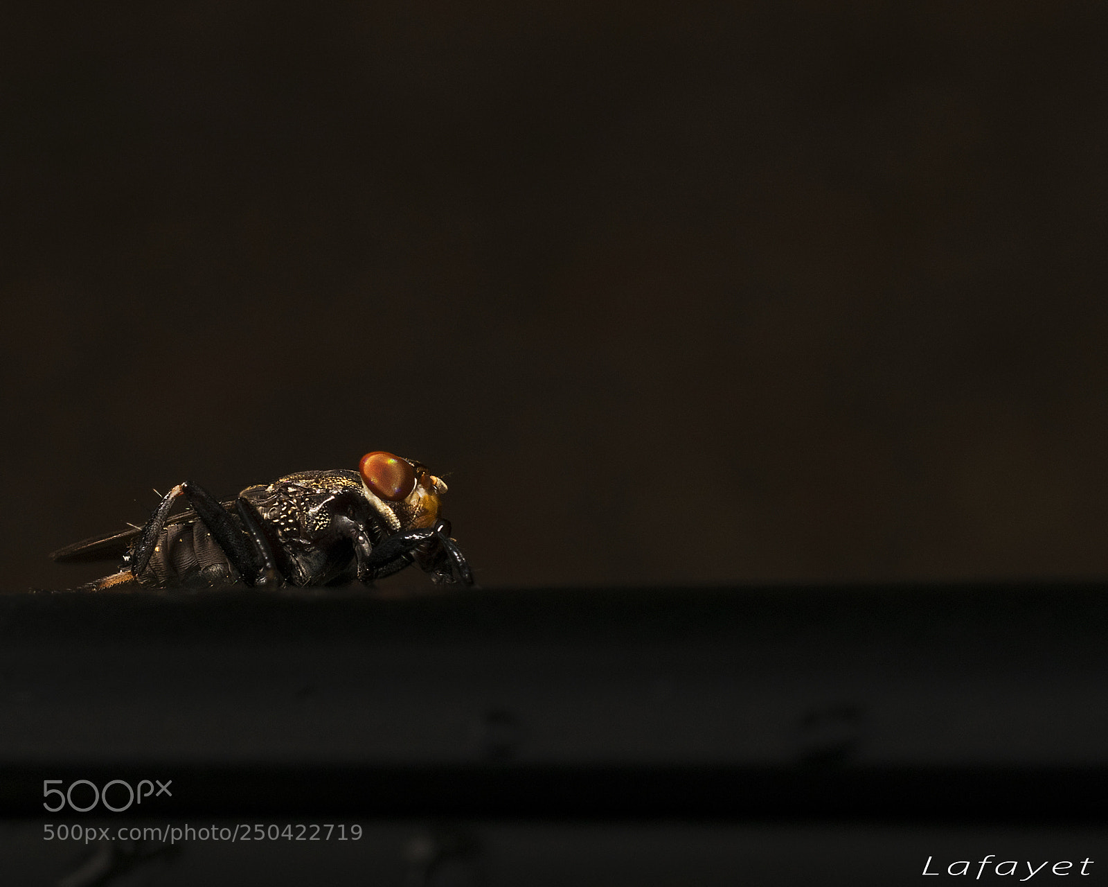 Nikon D3300 sample photo. Dark fly photography