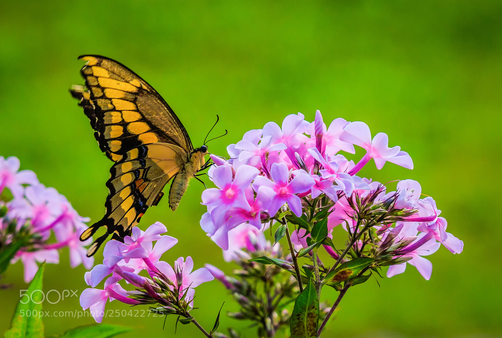 Canon EOS 7D Mark II sample photo. Swallowtail photography