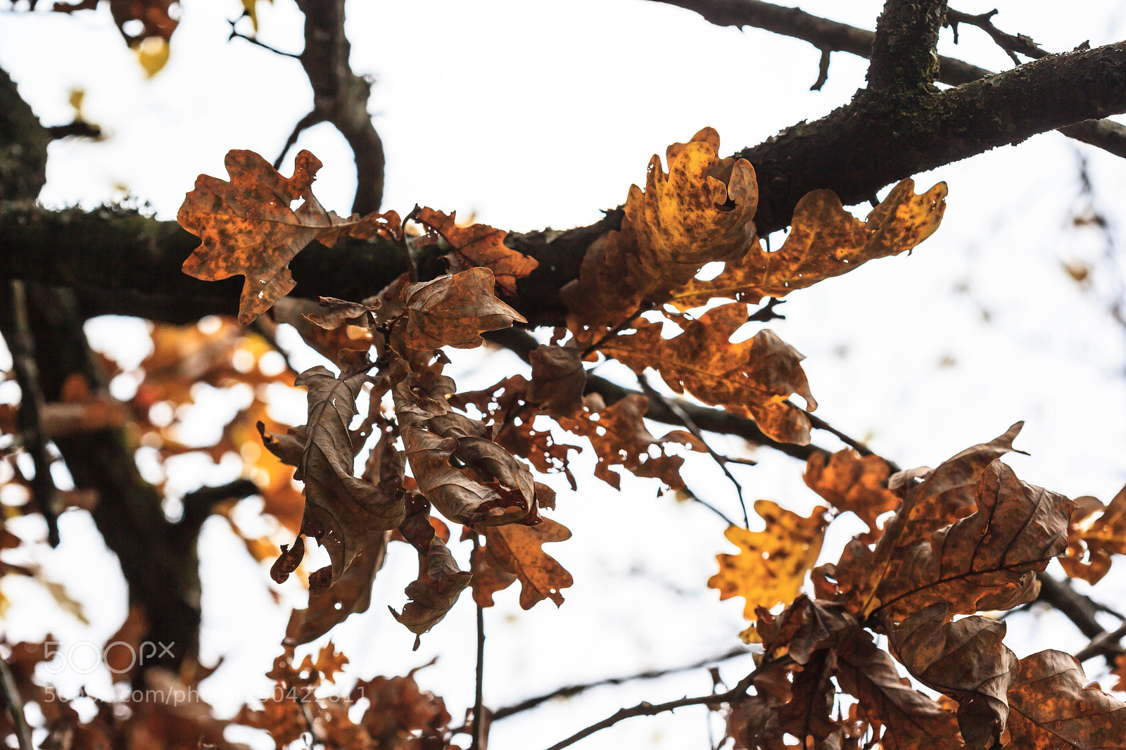 Canon EOS 5D Mark II sample photo. Autumn dry leaves photography