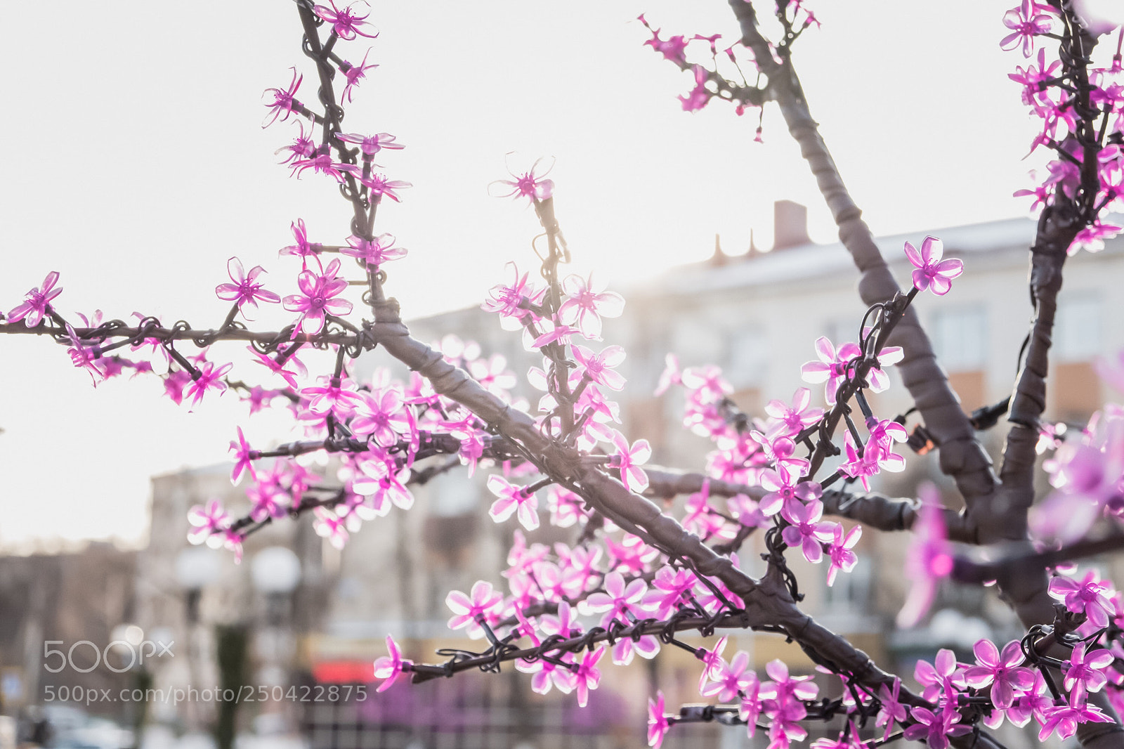 Fujifilm X-T20 sample photo. Spring is comin’ photography