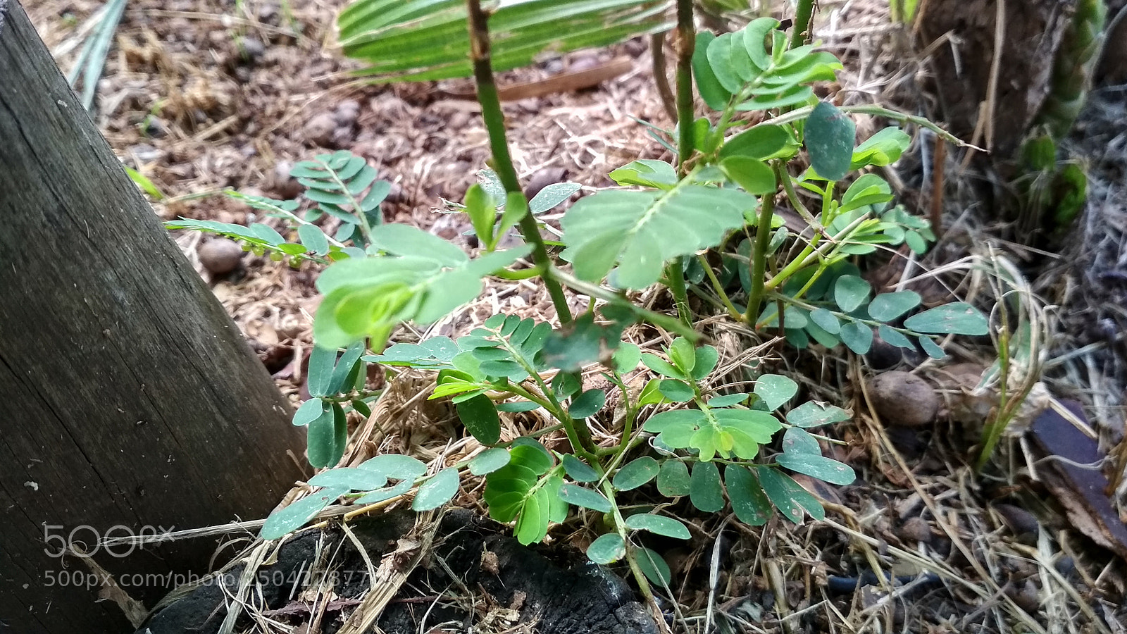 Xiaomi Redmi 4X sample photo. Untitled photography