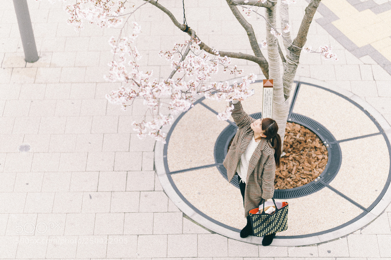 Canon EOS 5D Mark IV sample photo. Cherry blossom photography