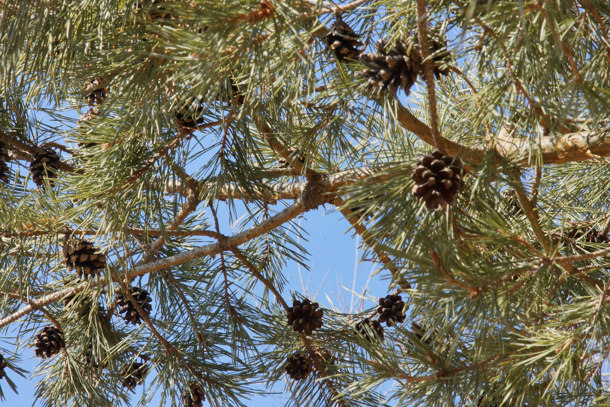 Sony 85mm F2.8 SAM sample photo. Pinecones still hanging photography